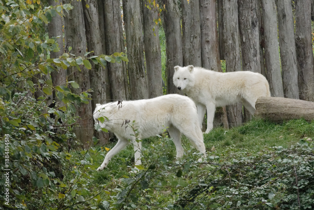 Fototapeta premium duo de loup blanc