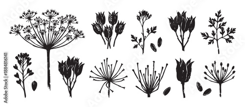 Collection of black hand-drawn botanical illustrations featuring various flowers, seeds, and leaves in a rustic linocut print style with a distressed, graphic texture
