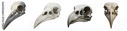 Realistic Bird Skull Set, Crow Raven Anatomy Collection, Gothic Macabre 3D Render, Isolated PNG on White, Animal Bone Clipart for Halloween and Dark Art Design.