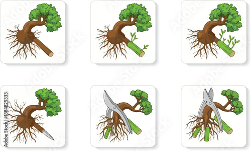 Sequence of six square illustrations shows the step-by-step process of cutting and preparing a small bonsai tree for propagation.