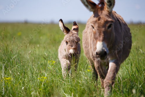 Natural outdoor scene of a mother donkey walking together with her young foal through a green meadow.