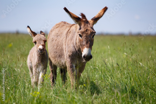 Natural outdoor scene of a mother donkey walking together with her young foal through a green meadow.