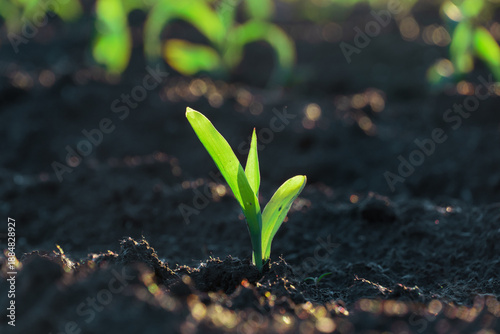 Corn sprout grows in soil on a sunny day in a field of young maize plants