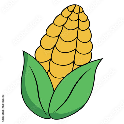 Bright Yellow Corn On The Cob With Green Leaves In Fresh Farm Produce Theme For Food And Nutrition