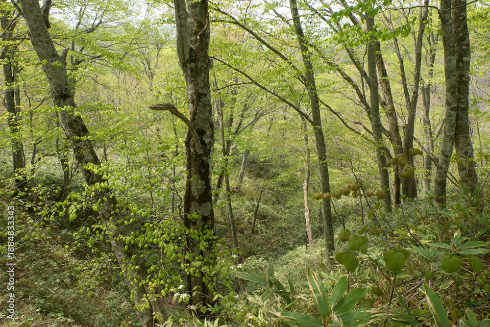 Obraz premium 北海道新緑の若葉萌えるブナ林の春