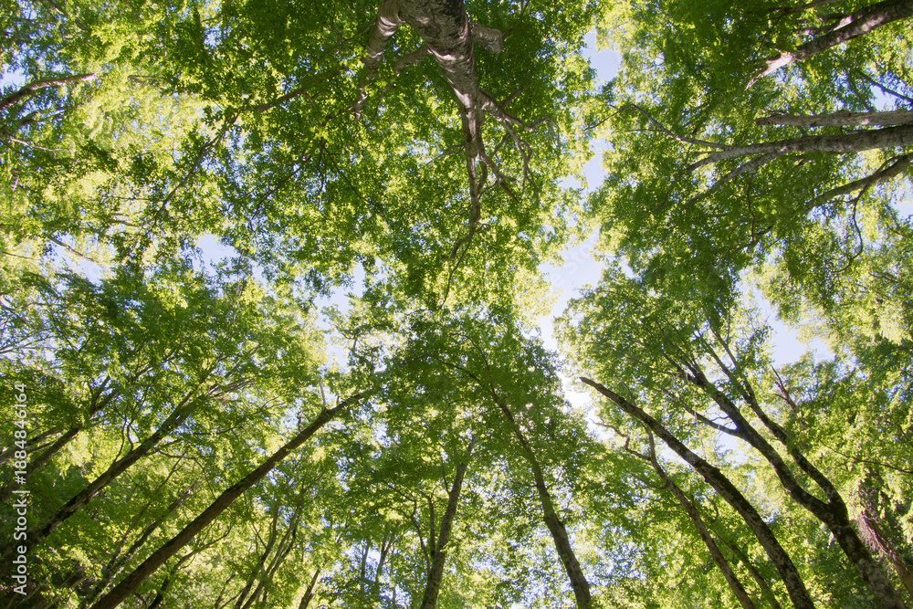 Obraz premium 森の風景撮影地北海道 歌才ブナ林魚眼レンズで見上げる