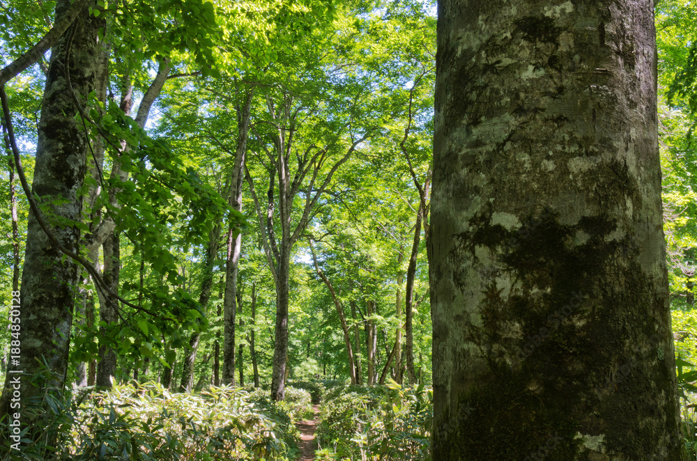 Obraz premium 森の風景撮影地北海道 天然記念物歌才ブナ林