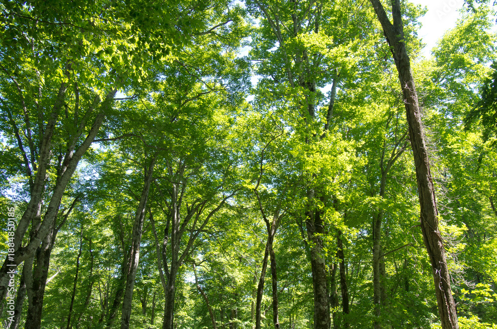 Obraz premium 森の風景撮影地北海道 天然記念物歌才ブナ林