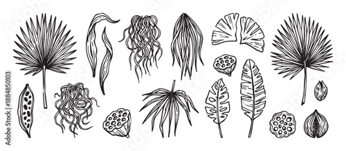 Hand-drawn set of various tropical leaves, lotus seed pods, and exotic plants in a black and white ink sketch style for botanical design elements and nature illustrations