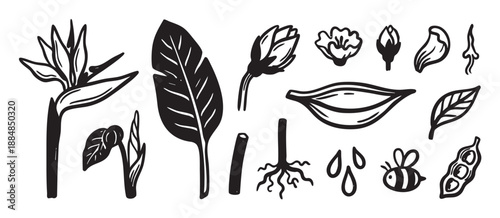 Collection of black hand-drawn botanical illustrations featuring a bird of paradise flower, leaves, buds, roots, a bee, and seed pods in a simple graphic linocut style