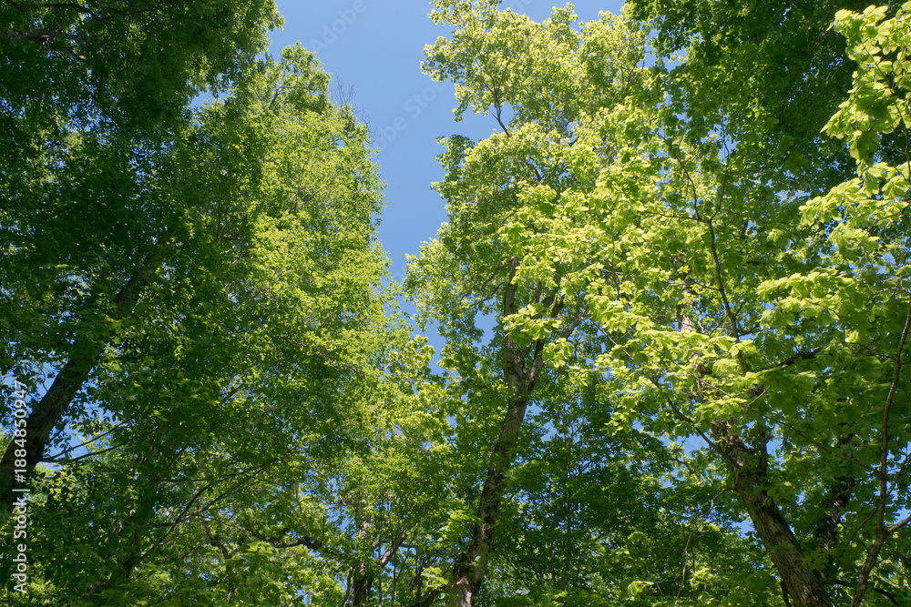 Obraz premium 森の風景撮影地北海道 天然記念物歌才ブナ林