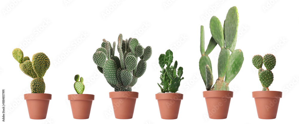 Fototapeta premium Opuntia cactus plants in pots isolated on white, collection