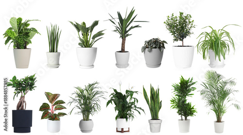 Obraz na plátně Green house plants in pots isolated on white, set