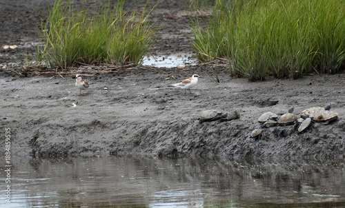Forster's Tern