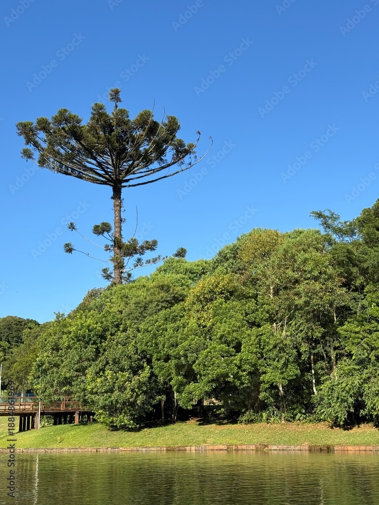 Fototapeta premium pinha pinheiro arvore nativa do paraná 