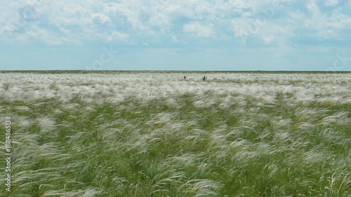 Feather grass steppe slow motion. Great steppe