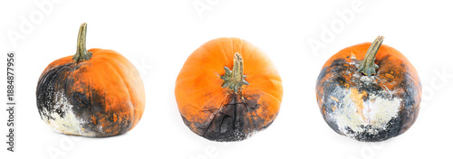 Φωτογραφία Rotten pumpkin covered in mold and decay isolated on white background