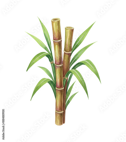 Lush Green Sugarcane Stalks and Leaves Watercolor Illustration on White Background Sweet Sugar Plant