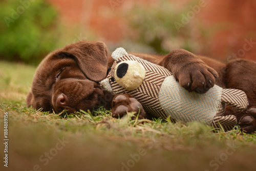 Obraz w ramie labrador retriver