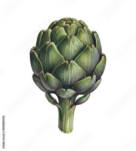 A detailed fresh green artichoke with a thick stem displayed as a vibrant watercolor illustration on a white background