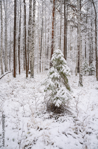 Winter landscape, snow-covered fir trees, grass covered with snow. Winter  weather.