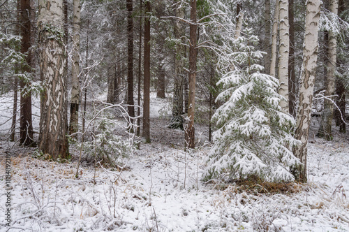 Winter landscape, snow-covered fir trees, grass covered with snow. Winter  weather.