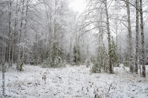 Winter landscape, snow-covered fir trees, grass covered with snow. Winter  weather.