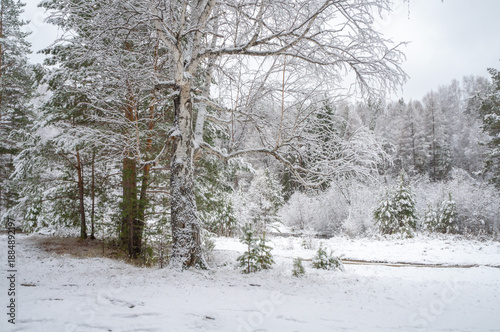 Winter landscape, snow-covered trees, grass covered with snow. Winter  weather.