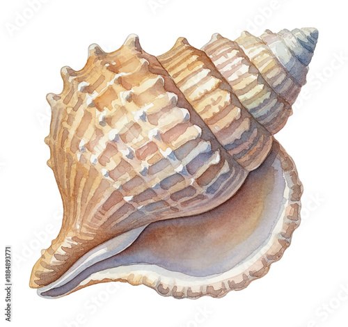 Beautiful detailed watercolor painting of a natural spiral seashell with textured surface isolated on white