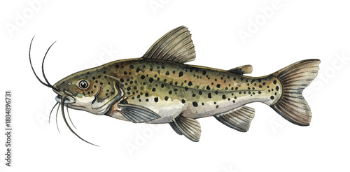 Brown Spotted Catfish with Long Whiskers Swimming Pose Watercolor Painting Isolated White Background