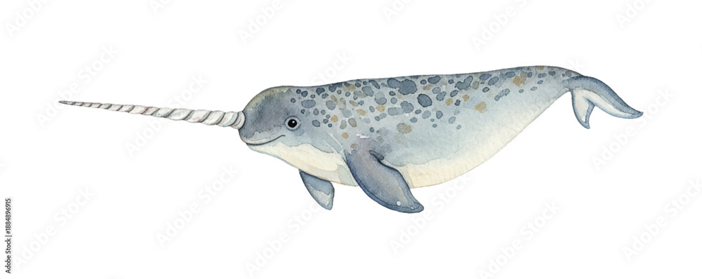 Fototapeta premium Gentle Narwhal Swimming with Long Spiral Tusk Watercolor Illustration Smiling Calmly Happy Marine Animal