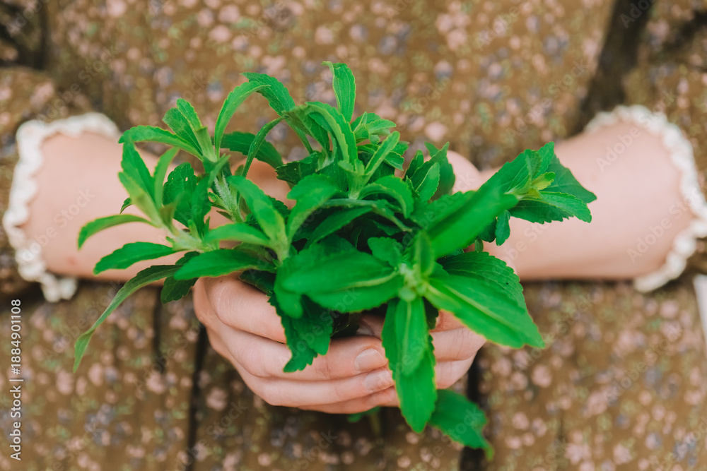 Fototapeta premium womans hand holds fresh green stevia leaves, a natural alternative to sugar.Sugar substitute. Natural dietary sweetener. Alternative Low Calorie Vegetable Sweetener. 