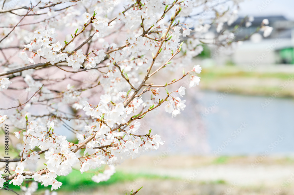 Obraz premium 桜の花びら