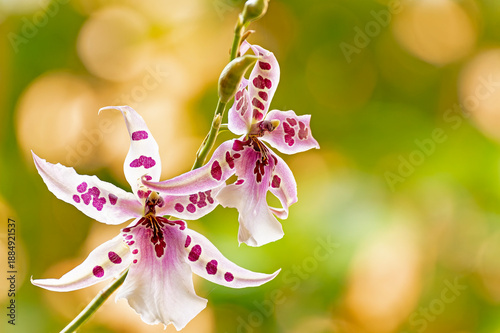 purple orchid flower
