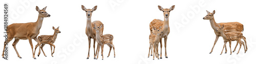 Schilderij op canvas Set of Deer and Fawn, Realistic Deer Family Isolated on White Transparent PNG Ba