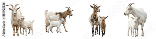 Foto Set of Domestic Goat (Capra hircus) with Kid in Standing and Walking Poses, Farm