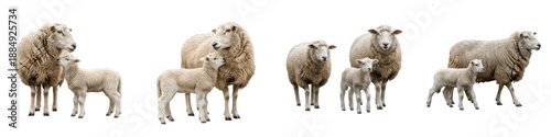 Konstfotografi Set/Collection of Sheep with Lambs, Adult Sheep and Baby Lambs Grazing and Playi