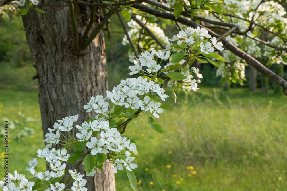 Obraz premium 白い桜咲くミヤマザクラ公園の風景
