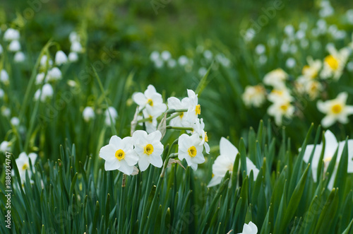 Wallpaper Mural 春の公園に咲くスイセンの白い花 Torontodigital.ca