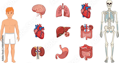 Human Body Anatomy Organs Illustration Showing Male Figure Brain Heart Lungs Digestive and Skeletal Systems Educational Vector