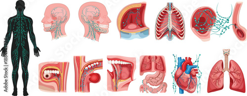 Human Body Anatomy Organs and Systems Medical Illustration Set Showing Nervous Respiratory Digestive and Circulatory Diagrams
