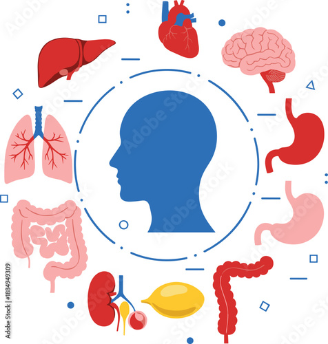 Human Body Internal Organs Medical Illustration Showing Brain Heart Lungs Liver Digestive and Urinary Systems Diagram