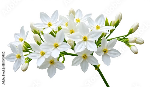 Cluster of delicate white star-shaped flowers with yellow centers and buds, on a white background, symbolizing purity and elegance