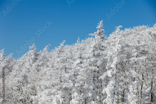 snowy winter trees on bright blue sky background