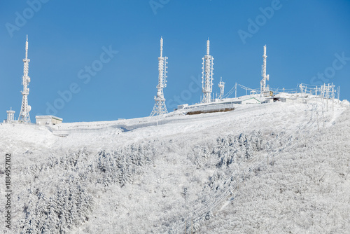 snowy winter trees on bright blue sky background