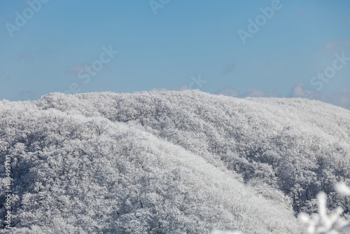 snowy winter trees on bright blue sky background