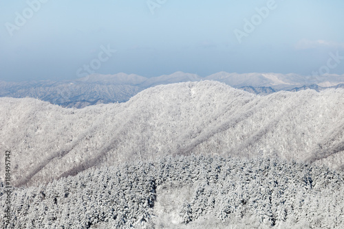 snowy winter trees on bright blue sky background