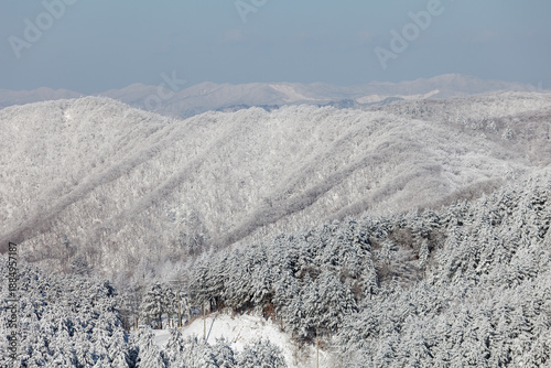 snowy winter trees on bright blue sky background