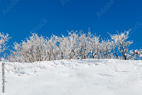 snowy winter trees on bright blue sky background
