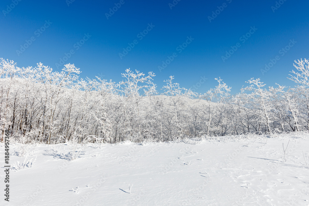 Fototapeta premium snowy winter trees on bright blue sky background